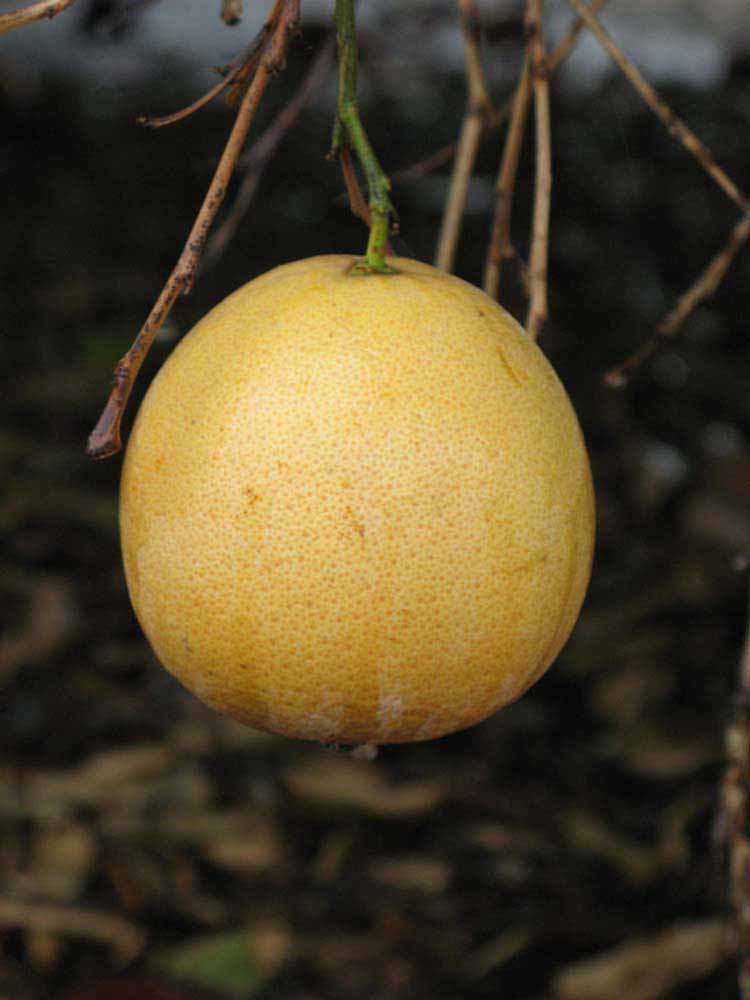            Fruit (Riverside, CA)   